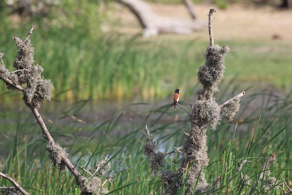 Black-headed Munia